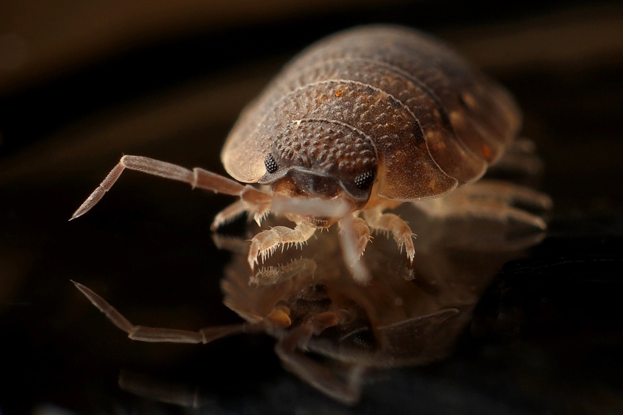 Bed bug under a microscope